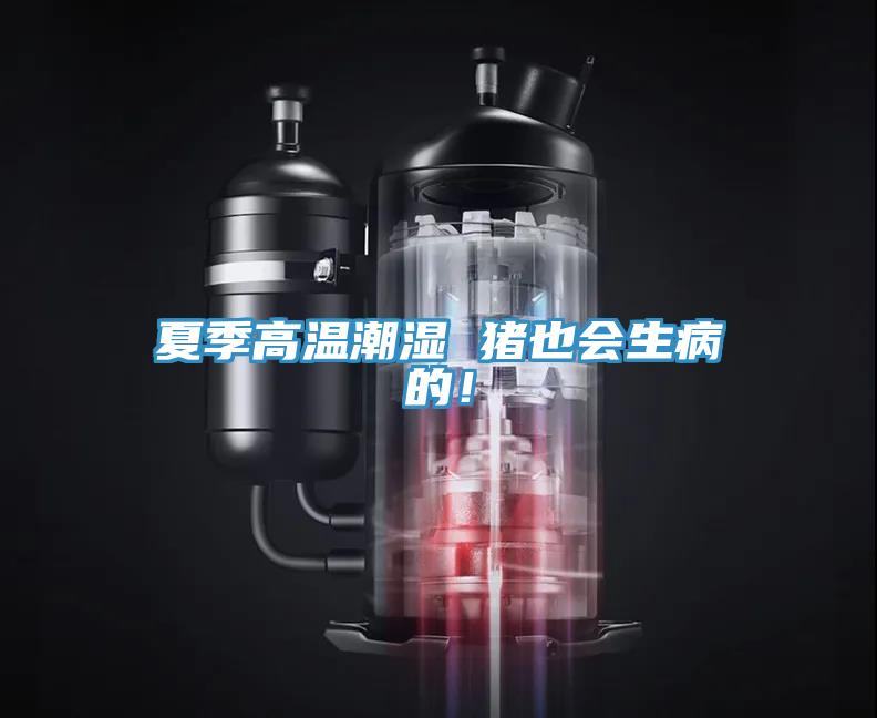 夏季高溫潮濕 豬也會生病的!