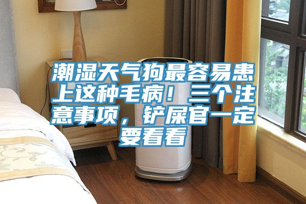 潮濕天氣狗最容易患上這種毛病！三個注意事項，鏟屎官一定要看看