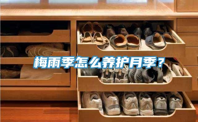 梅雨季怎么養護月季？