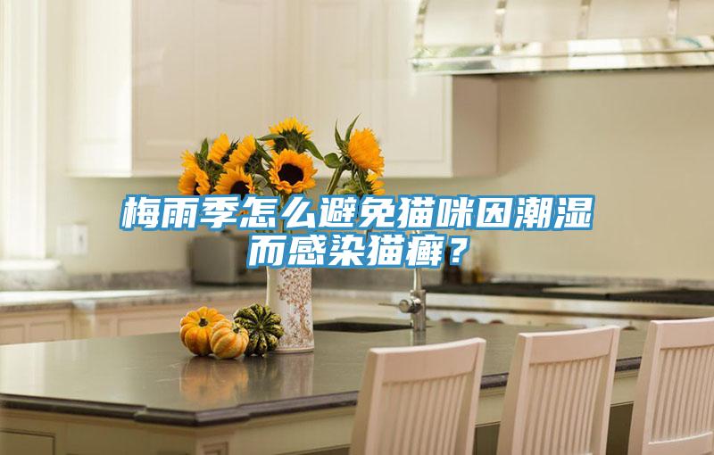 梅雨季怎么避免貓咪因潮濕而感染貓癬？