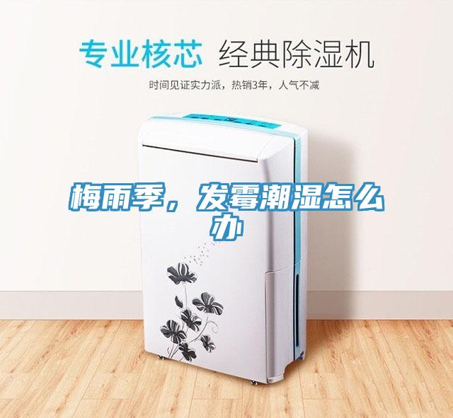 梅雨季，發霉潮濕怎么辦