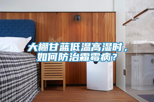 大棚甘藍低溫高濕時，如何防治霜霉病？