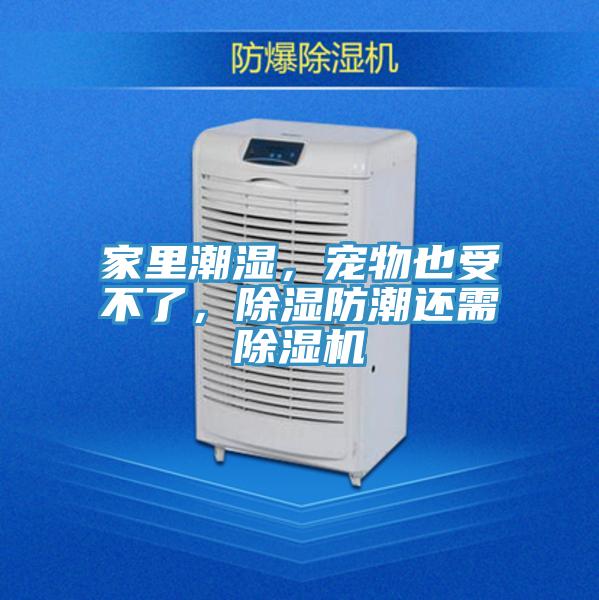 家里潮濕，寵物也受不了，除濕防潮還需除濕機