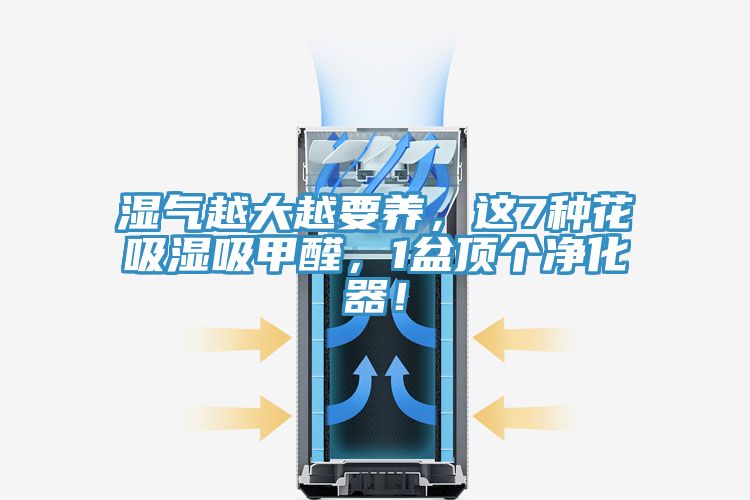 濕氣越大越要養，這7種花吸濕吸甲醛，1盆頂個凈化器！